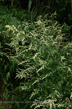 Image of Artemisia lactiflora Wall. ex DC.