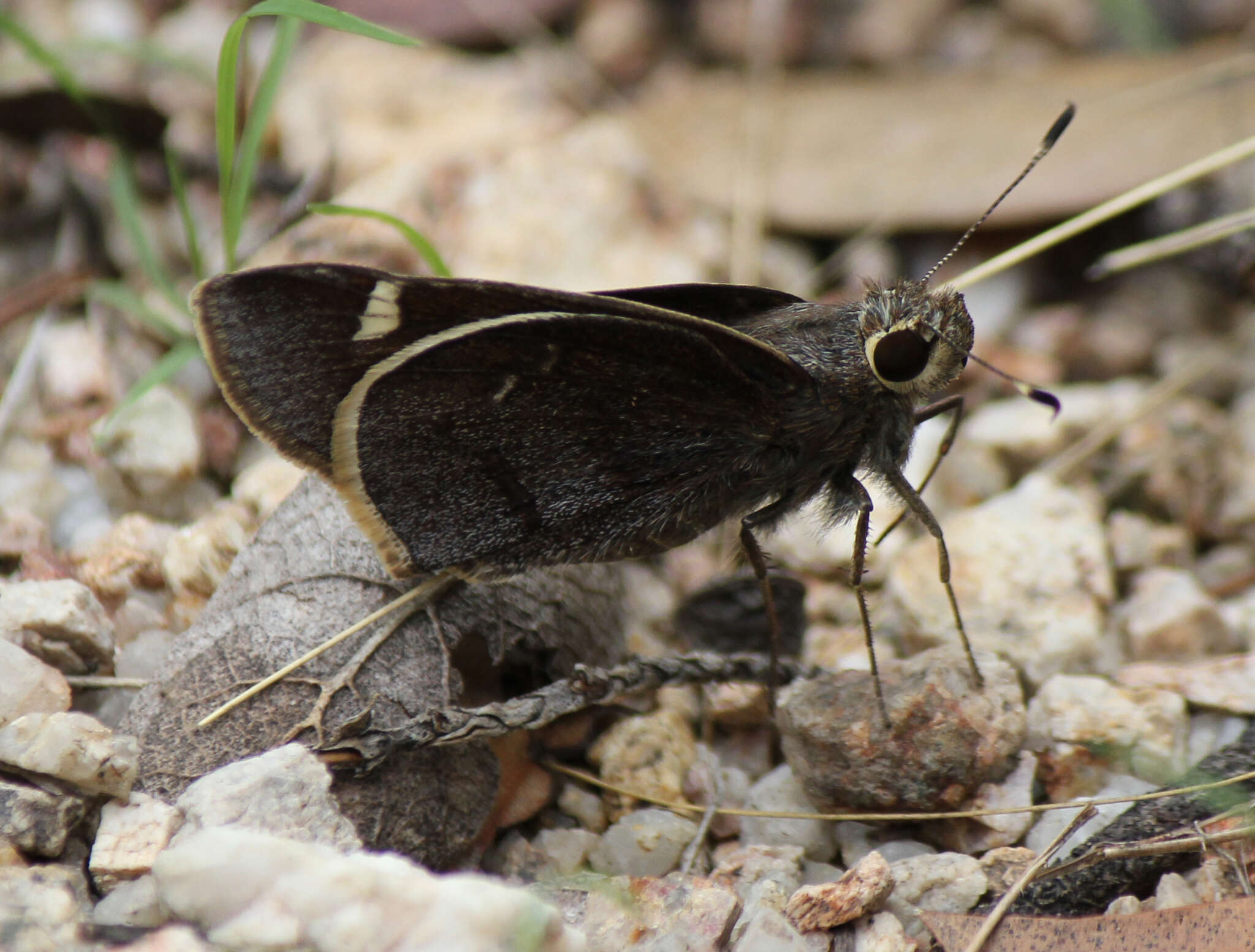 Image of Moon-marked Skipper