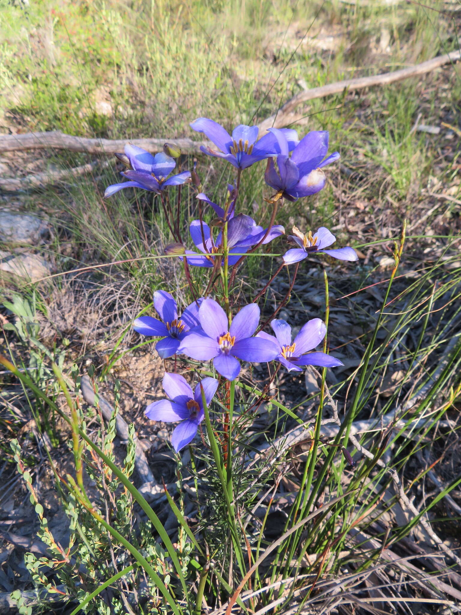 Image de Cheiranthera linearis A. Cunn.