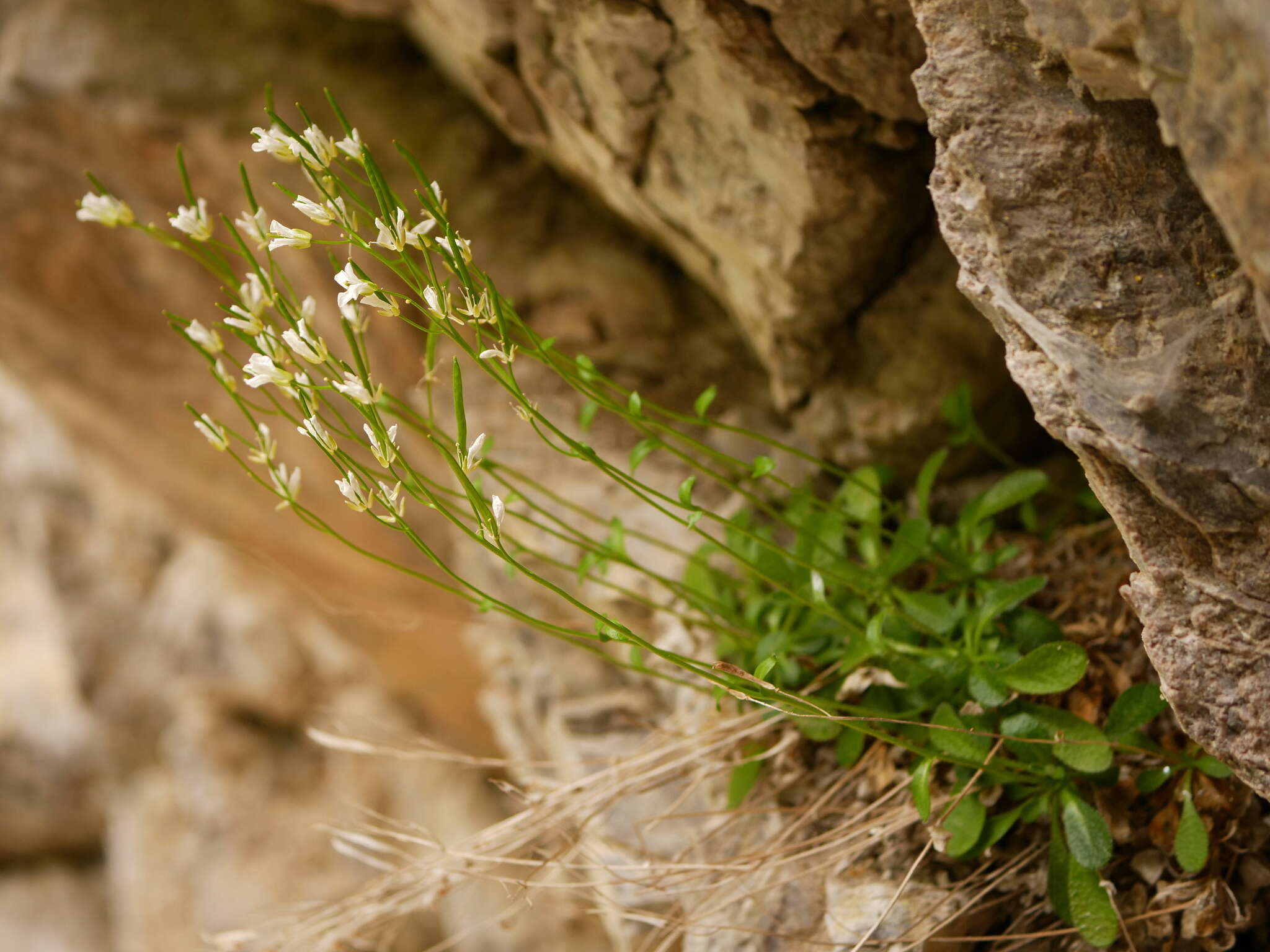 Sivun Arabis stellulata Bertol. kuva