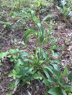 Imagem de Echinacea laevigata (C. L. Boynt. & Beadle) Blake