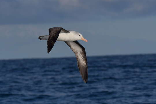 Image of black-browed albatross