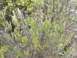 Image of Lampranthus stipulaceus (L.) N. E. Br.