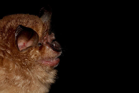 Image of Arabian Horseshoe Bat