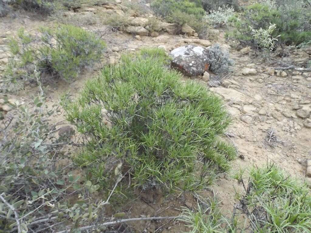 Plancia ëd Encelia stenophylla Greene