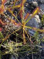 Drosera ramentacea Burch. ex DC.的圖片