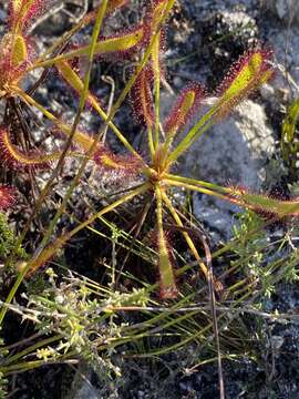 Image of Drosera ramentacea Burch. ex DC.