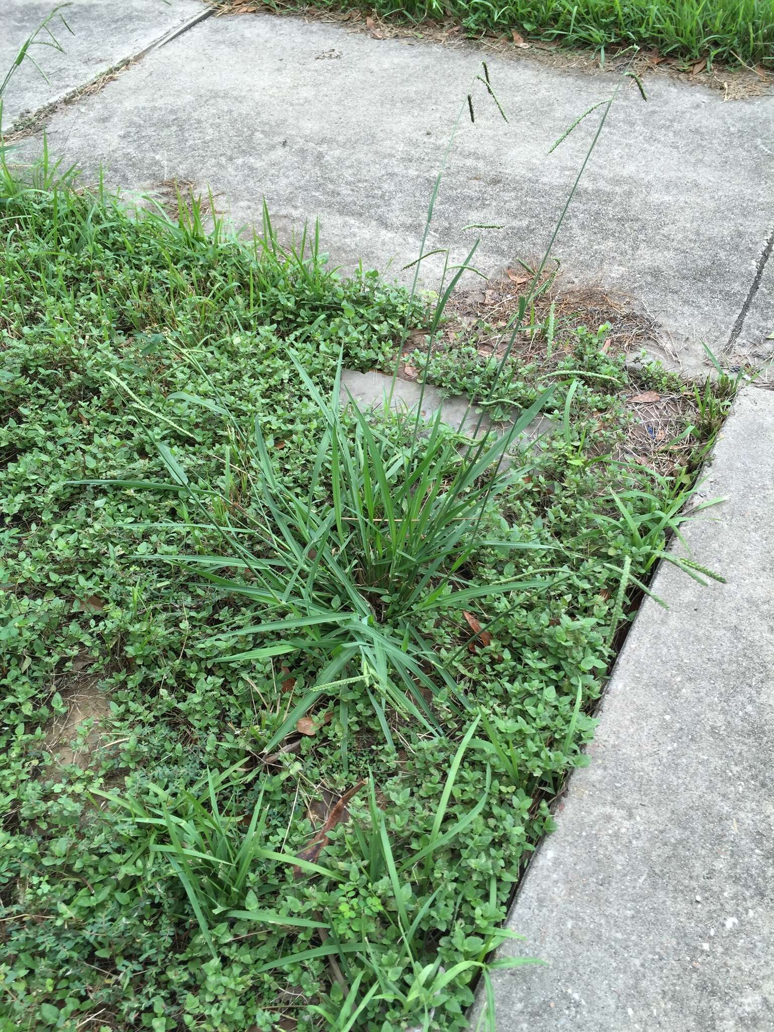 Image of dallisgrass