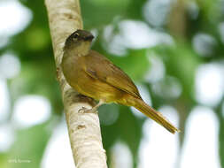 Eurillas gracilis (Cabanis 1880) resmi