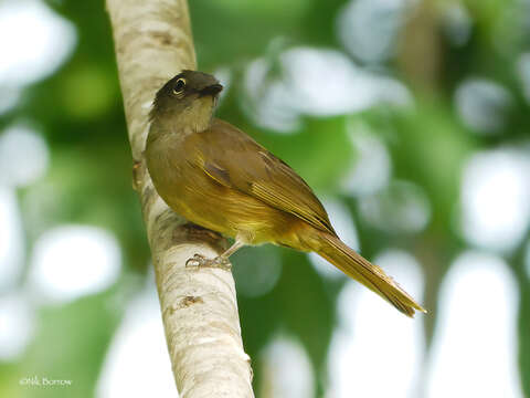 Image of Little Grey Greenbul