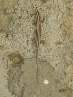 Imagem de Cryptoblepharus leschenault (Cocteau 1832)