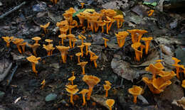 Image of Craterellus ignicolor (R. H. Petersen) Dahlman, Danell & Spatafora 2000