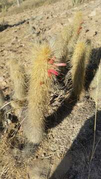 Image of Cleistocactus hyalacanthus (K. Schum.) Rol.-Goss.