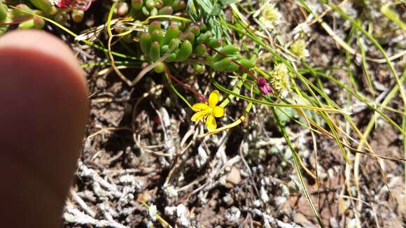 Sivun Phemeranthus oligospermus (Brandegee) Ocampo kuva