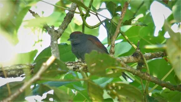 Image of Slaty Spinetail