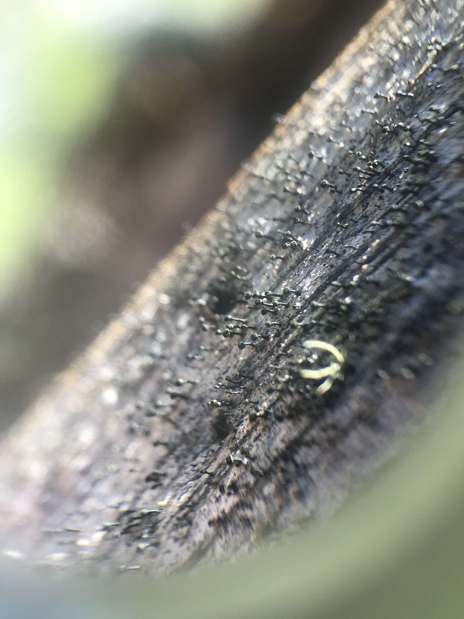 Image of Yellow-collar stubble lichen;   Spike lichen