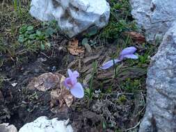 Image of Crocus neapolitanus (Ker Gawl.) Loisel.