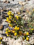 Image of Erica melastoma subsp. minor E. G. H. Oliv. & I. M. Oliv.