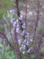 Image de Anarrhinum longipedicellatum R. Fernandes