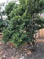 Image of Japanese privet