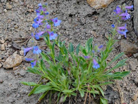 Image of Watson's penstemon