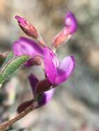 Astragalus gilmanii Tidestr.的圖片