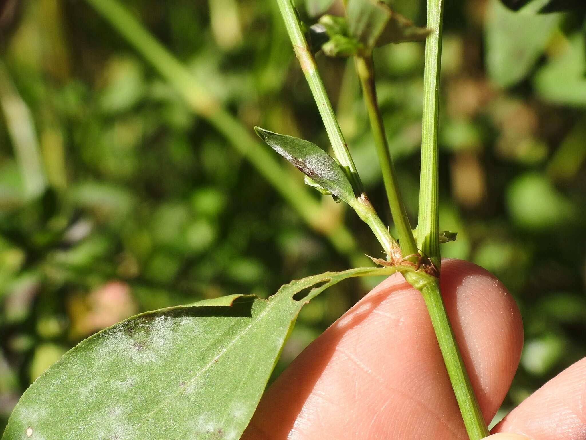 Image of bushy knotweed