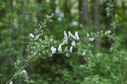 Image of rose-gold pussy willow