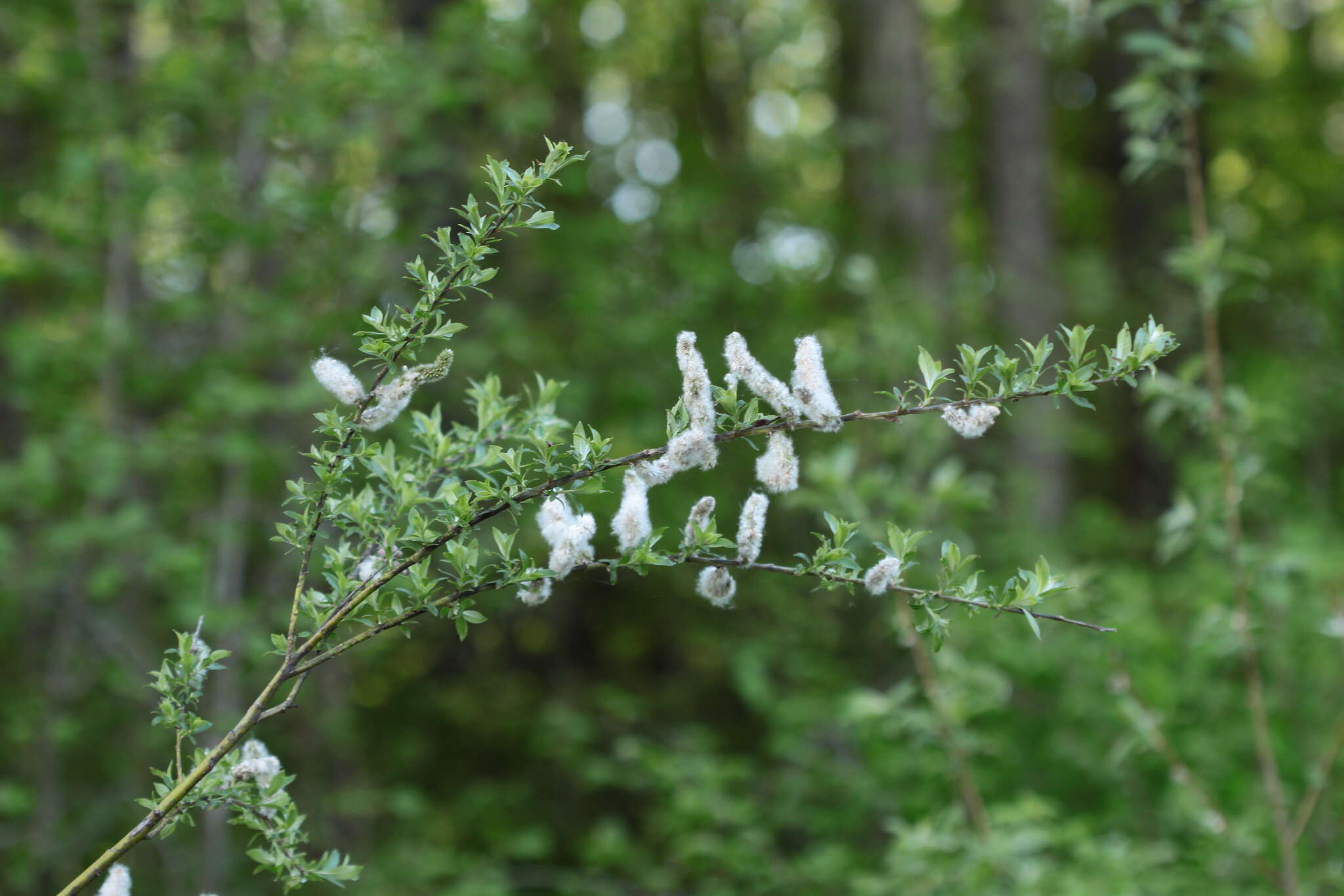 Image of rose-gold pussy willow