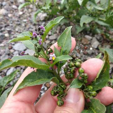 Image de Solanum corymbosum Jacq.