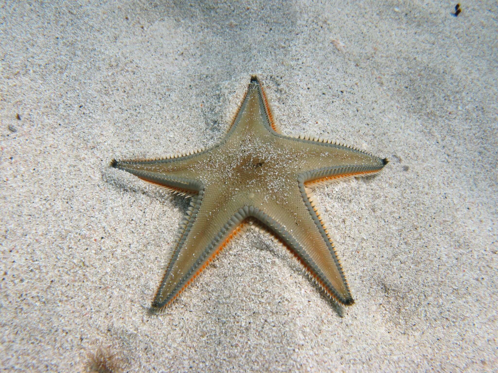 Image of Astropecten jonstoni (Delle Chiaje 1827)