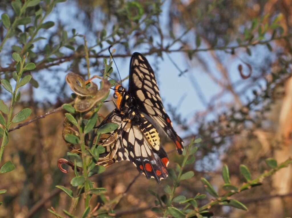 Слика од Papilio anactus Macleay 1826