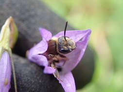 Image of Andrena pandellei Pérez 1895