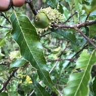 Image de Quercus acutissima Carruth.