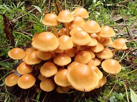 Image of Pholiota malicola (Kauffman) A. H. Sm. 1934