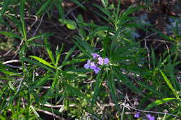 Image of Bowles perennial wallflower