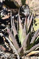 Слика од Agave glomeruliflora (Engelm.) A. Berger