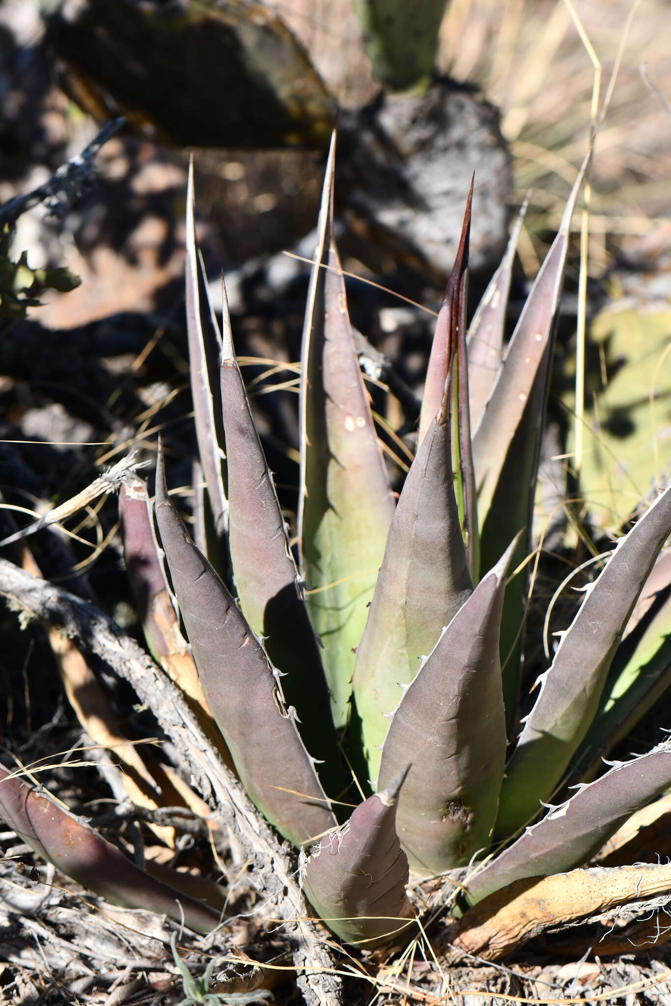 Agave glomeruliflora (Engelm.) A. Berger的圖片