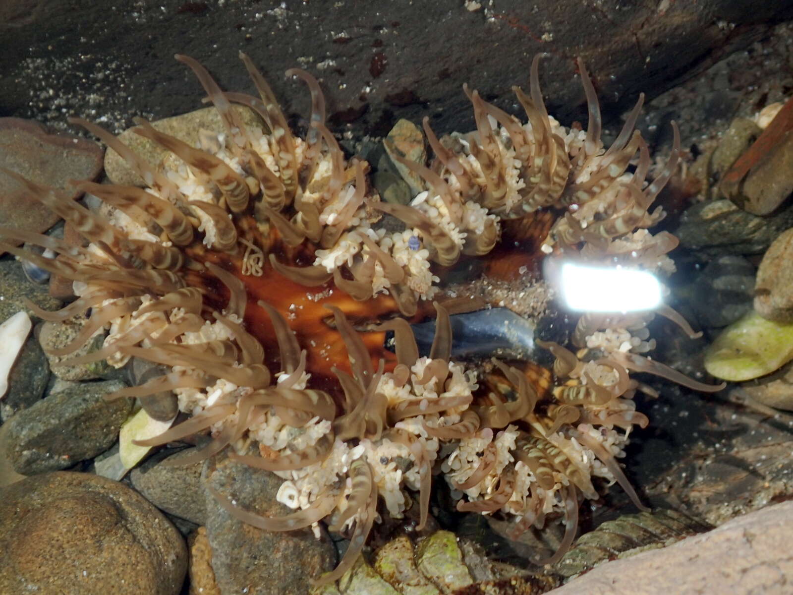 Image of Sand anemone