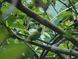 Image of Bay-headed Tanager