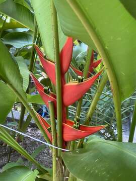 Image of Dwarf Jamaican Heliconia