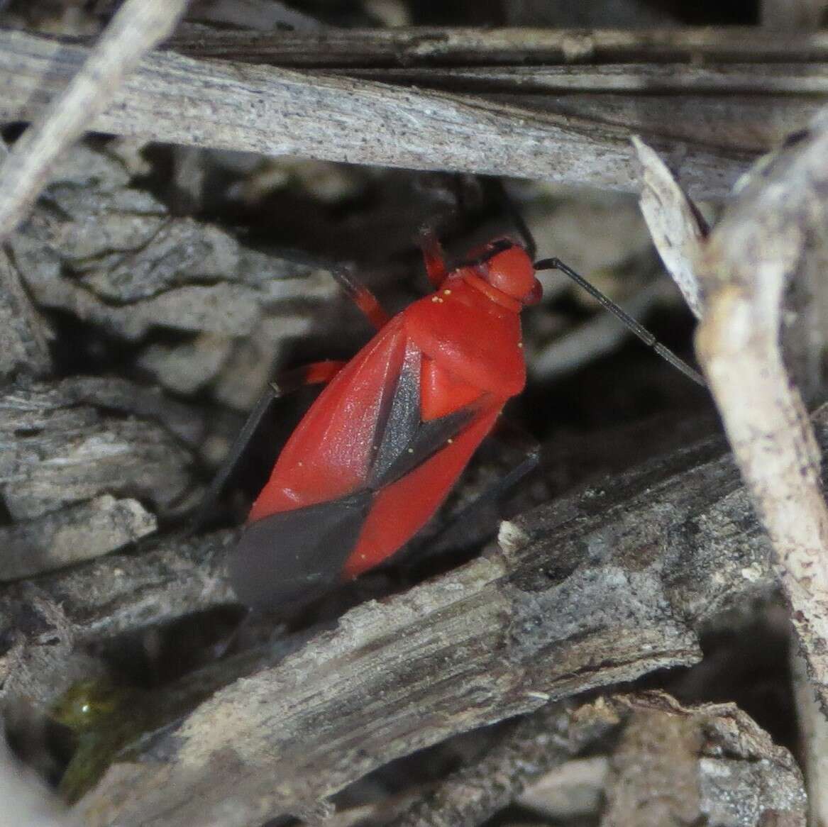 Image of Oncerometopus nigriclavus Reuter 1876