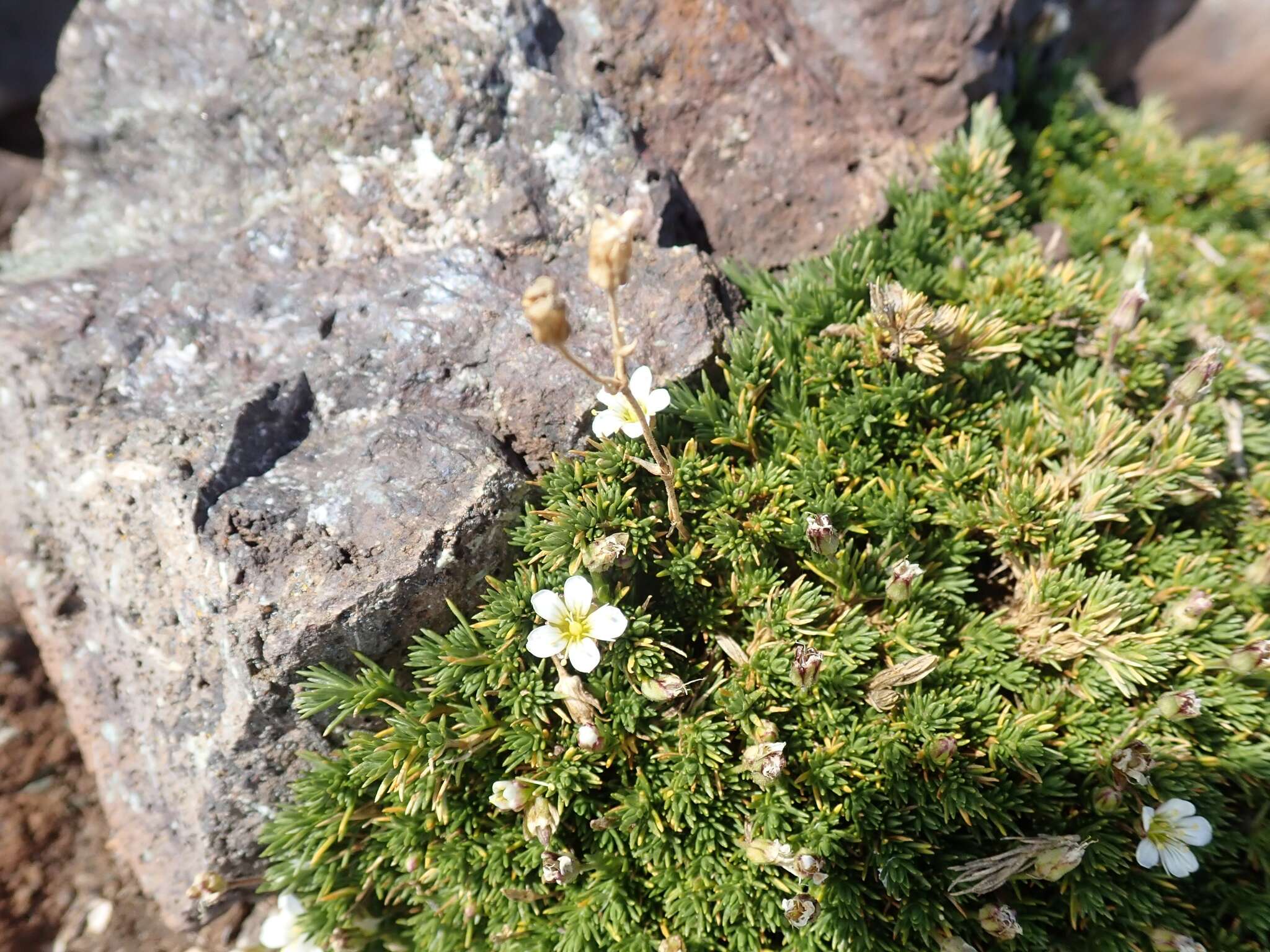 Plancia ëd Cherleria obtusiloba (Rydb.) A. J. Moore & Dillenb.