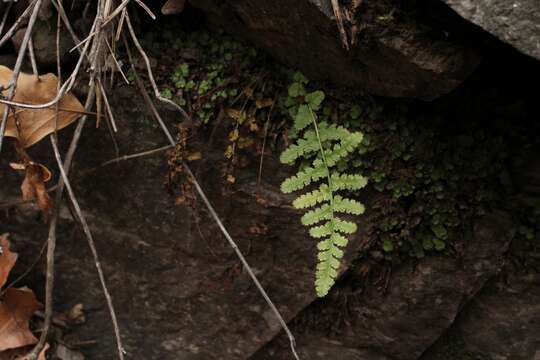 Image de Woodsia neomexicana Windham