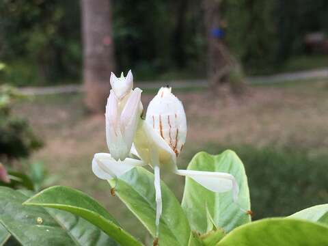 Image of Orchid mantis