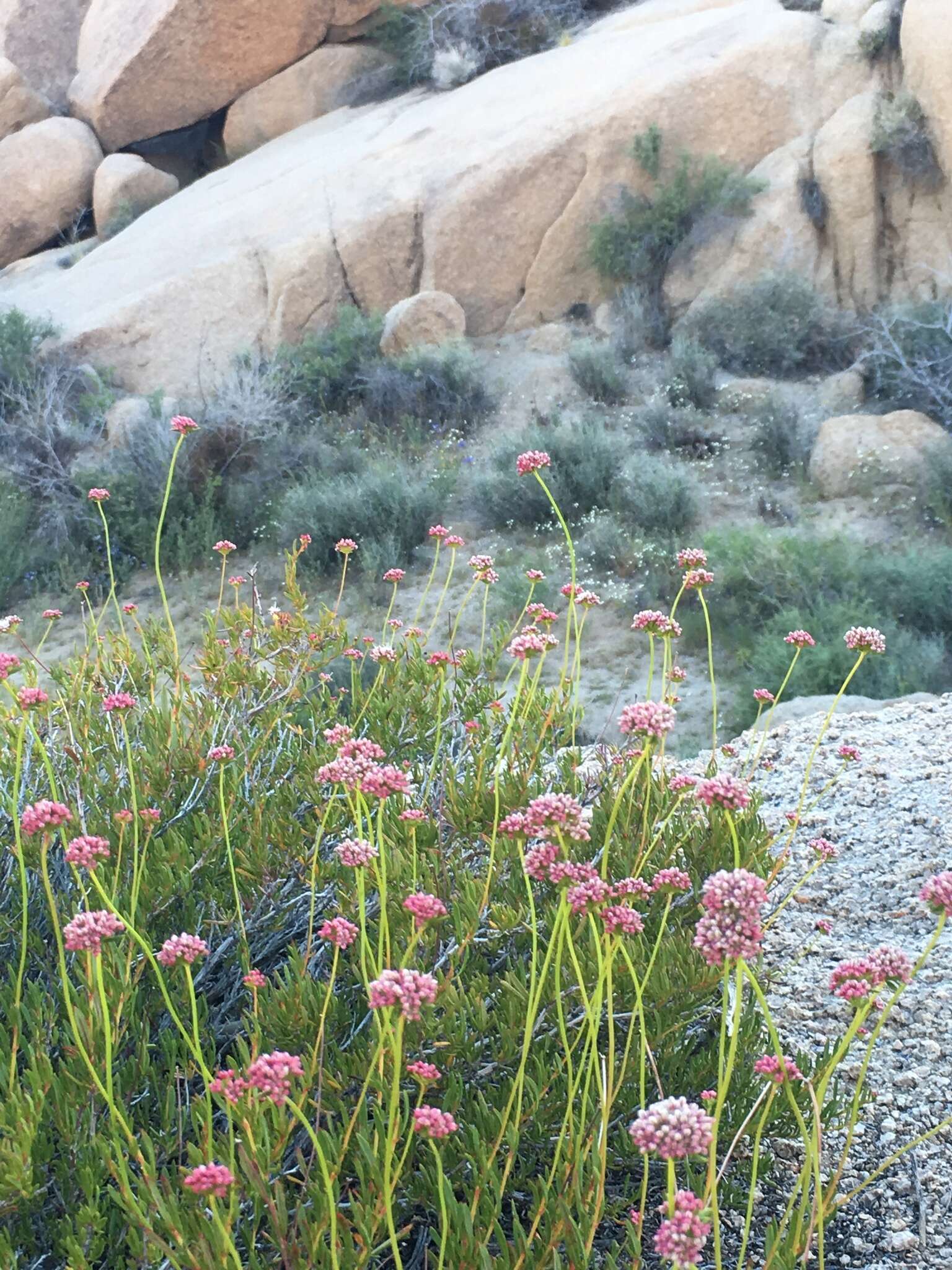 Image of Eastern Mojave buckwheat