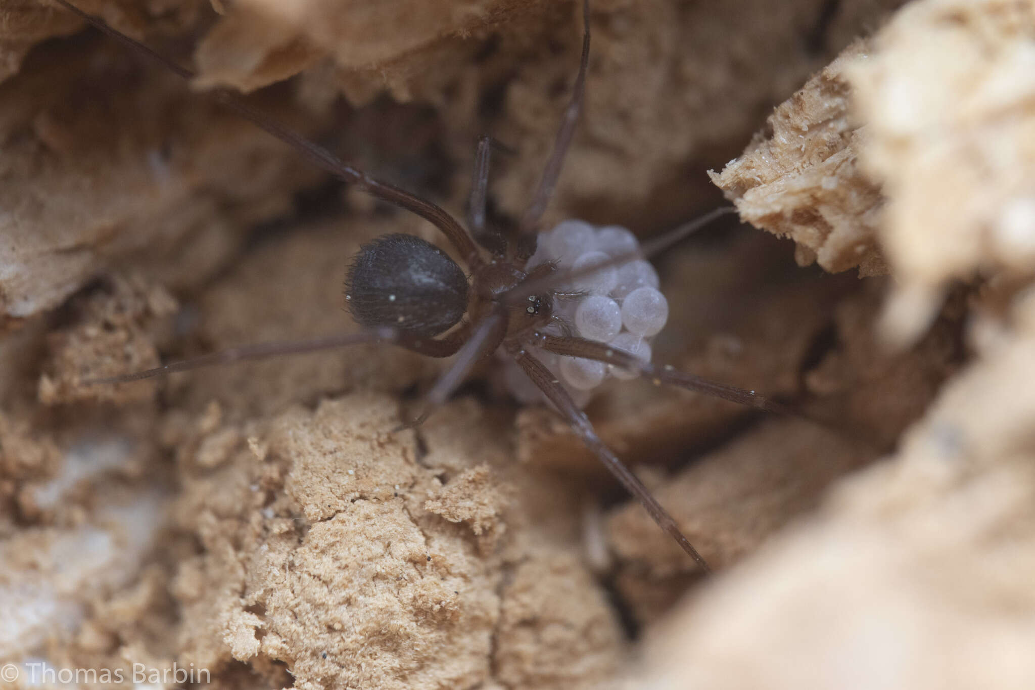 Image of Pholcophora americana Banks 1896