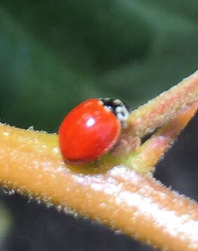 Image of Western Blood-Red Lady Beetle