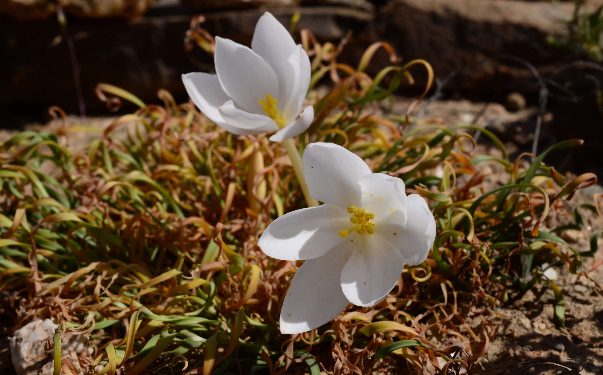 Image of Gethyllis linearis L. Bolus