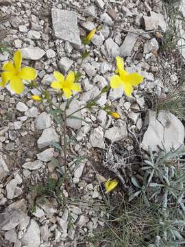 Image de Linum mucronatum subsp. armenum (Bordzil.) P. H. Davis